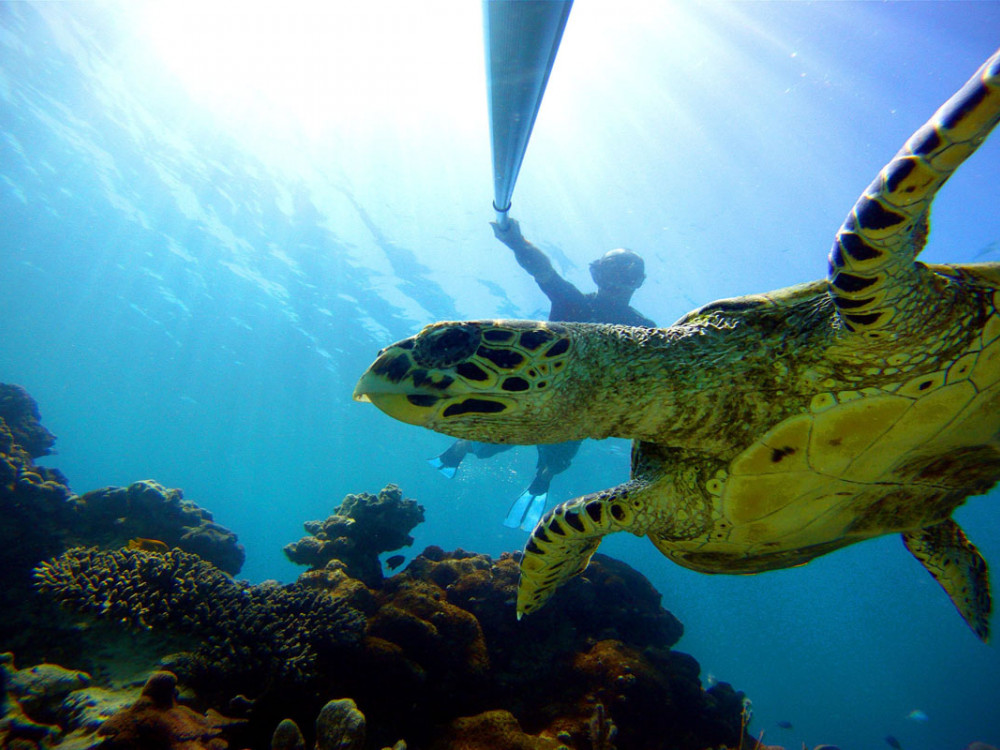 Schildpad Nosy Be, Madagascar - Undiscovered.nl