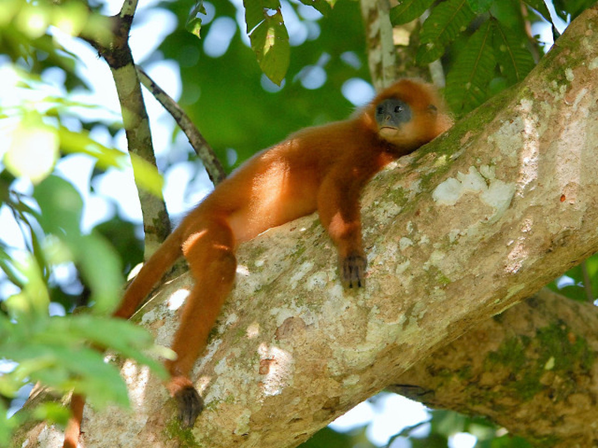 Ref Leaf monkey - Borneo - Undiscovered.nl