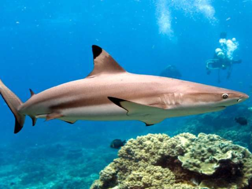 Reef Shark, Pigeon Island, Sri Lanka - Undiscovered.nl