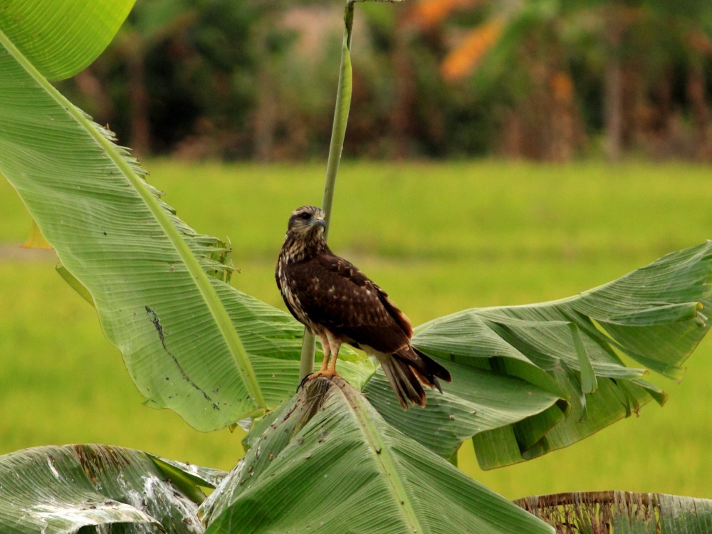 Manglares Churute, Ecuador - Undiscovered.nl