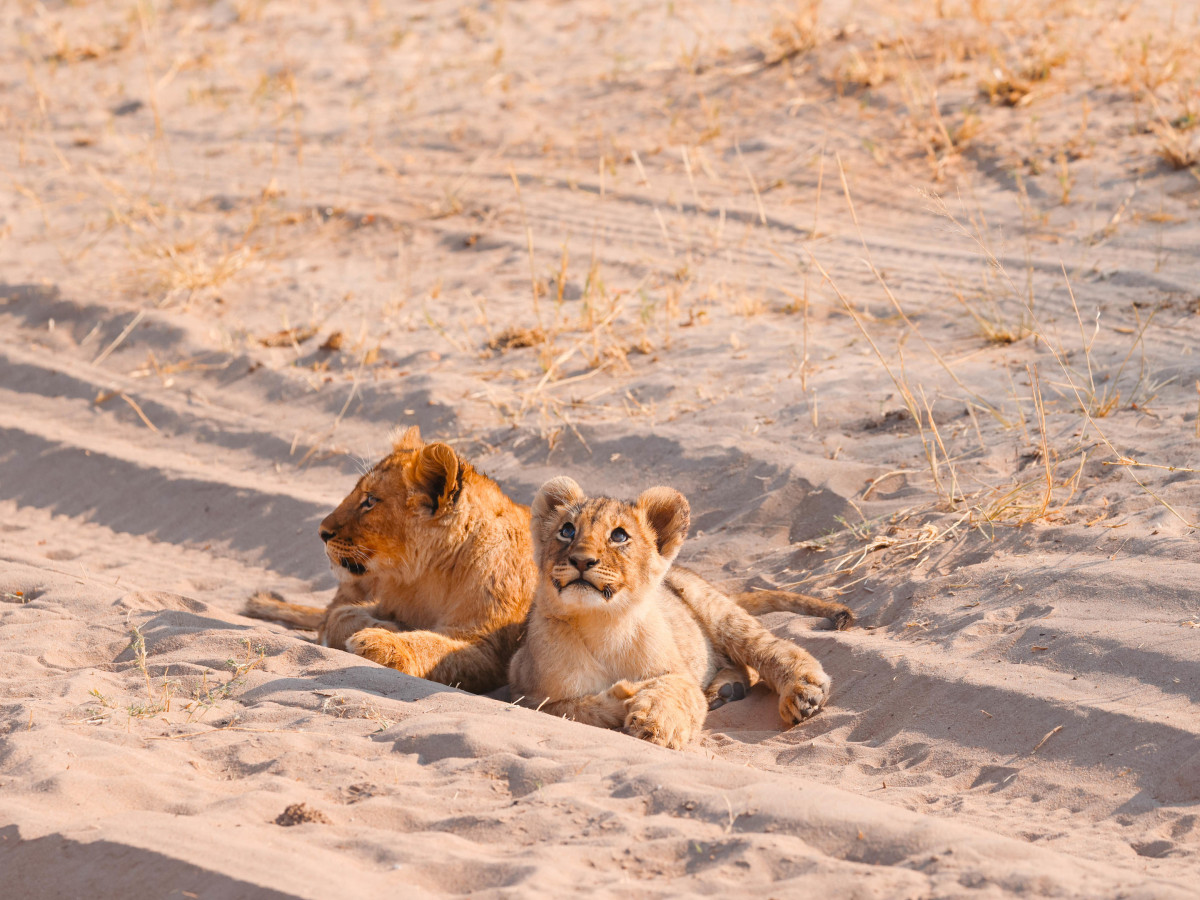 Hwange National Park Zimbabwe - Undiscovered.nl