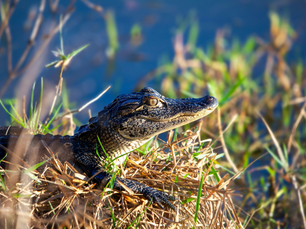 Krokodil tussen het riet, Nicaragua - Undiscovered.nl