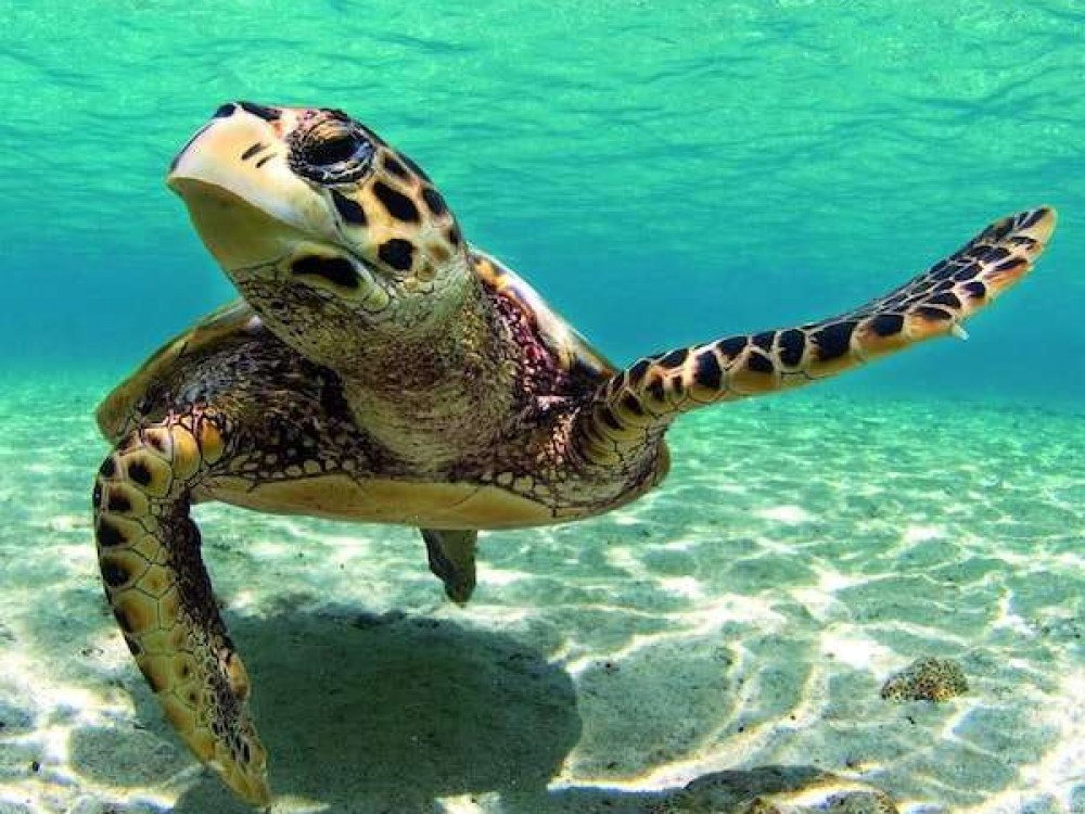 Zeeschildpad, Malediven - Undiscovered.nl