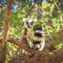 Lemur in Madagascar - Undiscovered.nl