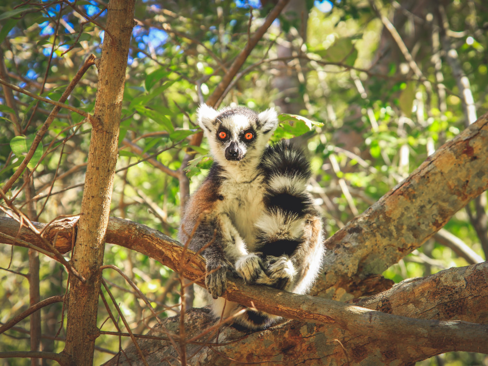 Ringstaartmaki in Madagascar - Undiscovered.nl
