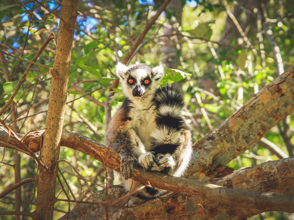 Lemur in Madagascar - Undiscovered.nl