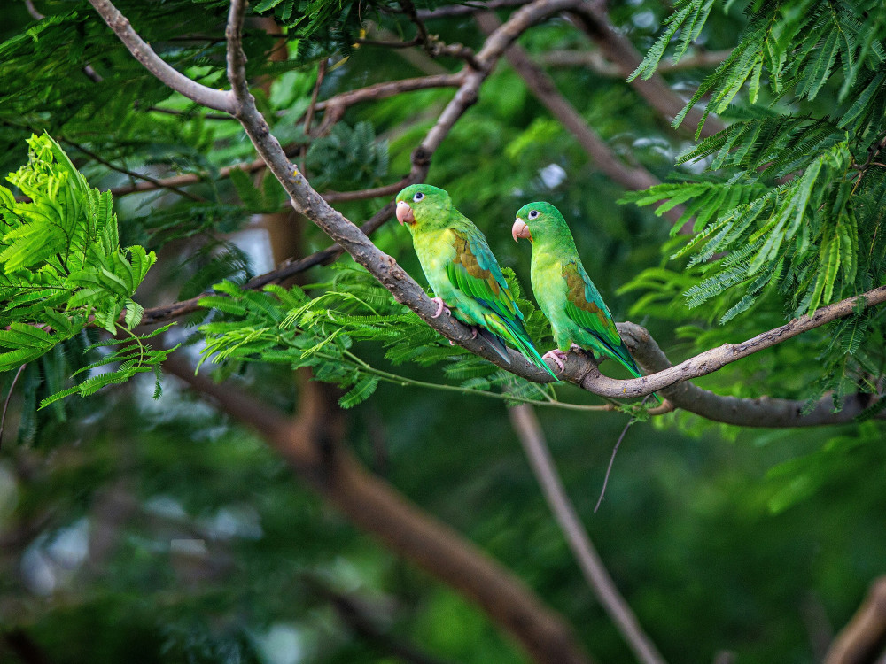 Papegaaien in Nicaragua - Undiscovered.nl