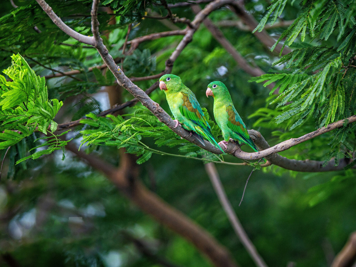 Papegaaien in Nicaragua - Undiscovered.nl