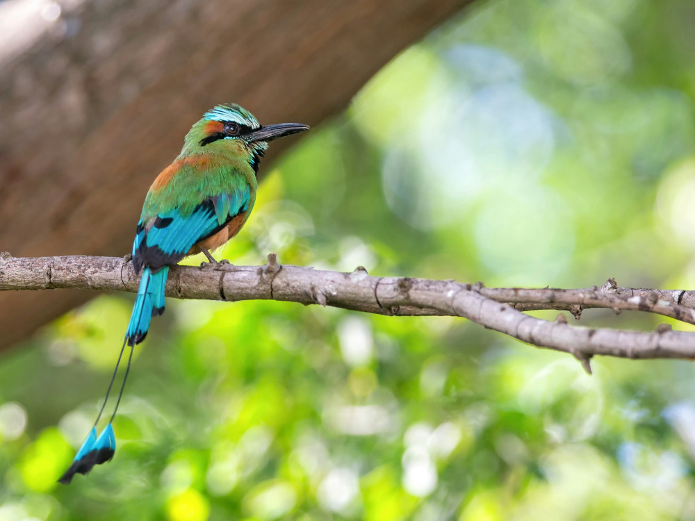 Vogel in El Salvador - Undiscovered.nl