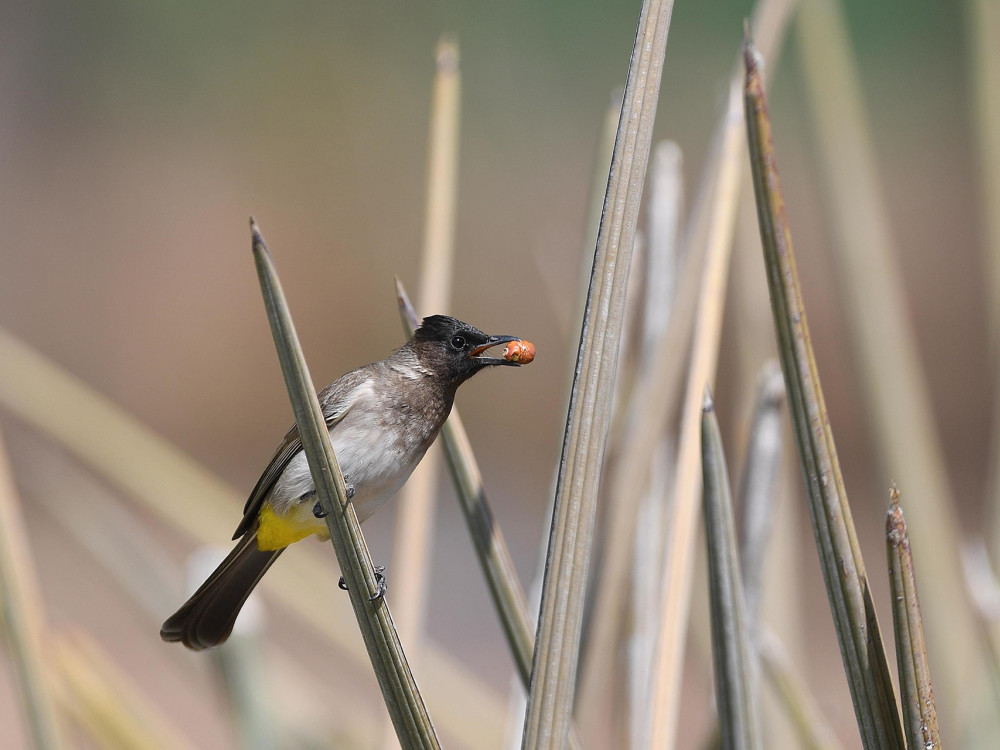 Hwange National park Zimbabwe - undiscovered.nl