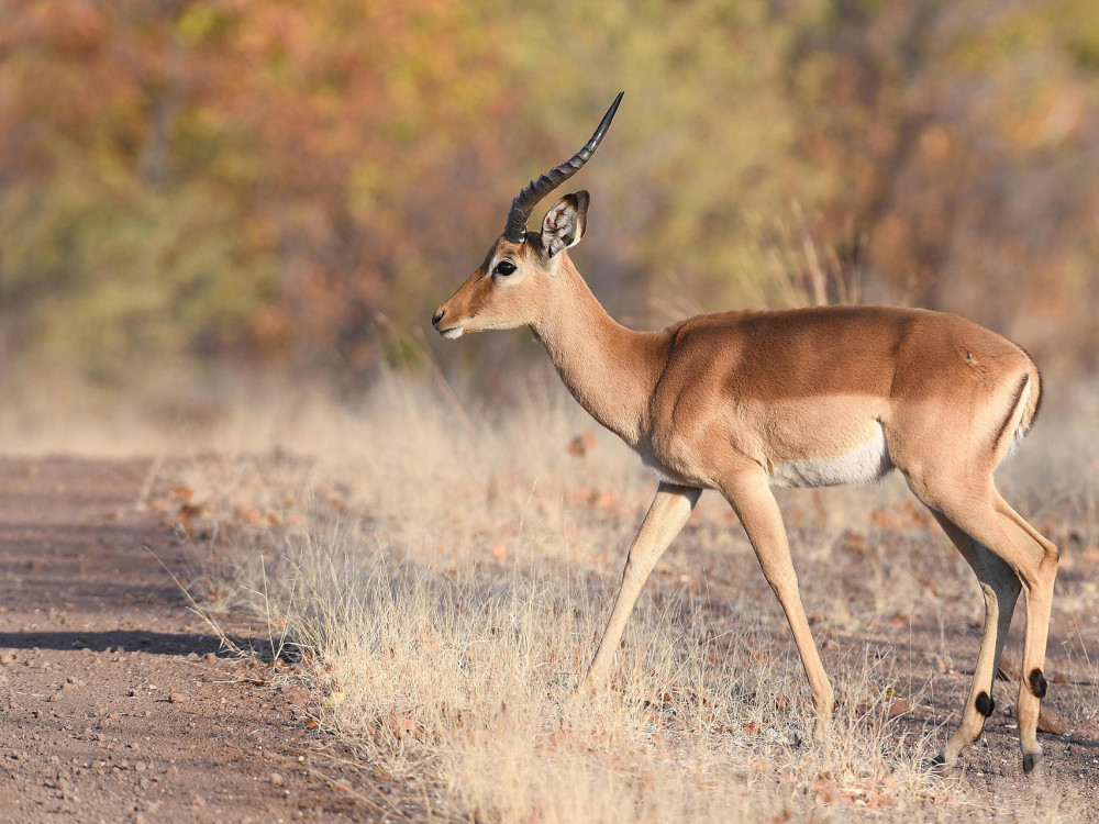 Hwange National park Zimbabwe - undiscovered.nl