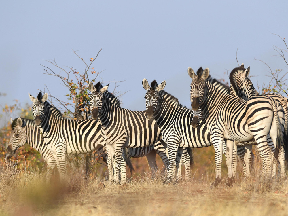 Hwange National park Zimbabwe - undiscovered.nl