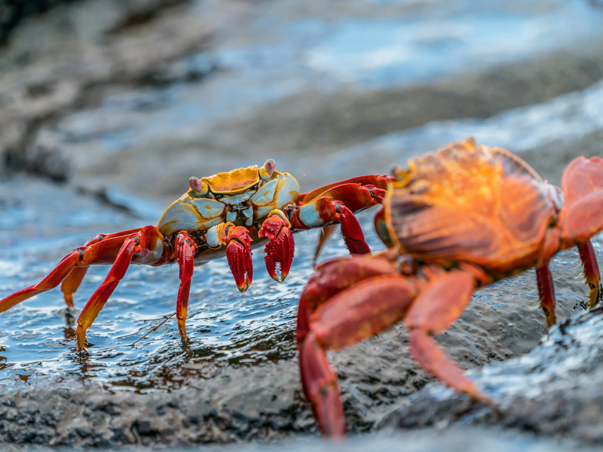 Krabben van Galápagos, Ecuador - Undiscovered.nl