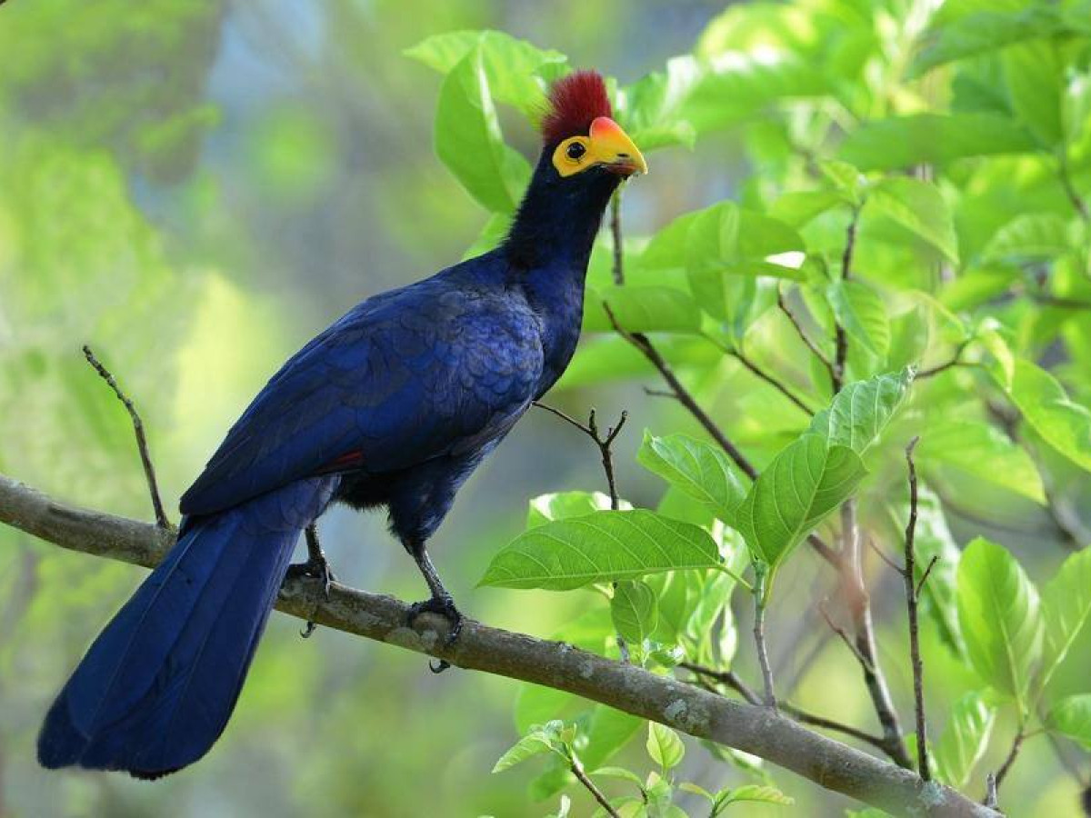 Oeganda Kibali National Park - Undiscovered.nl