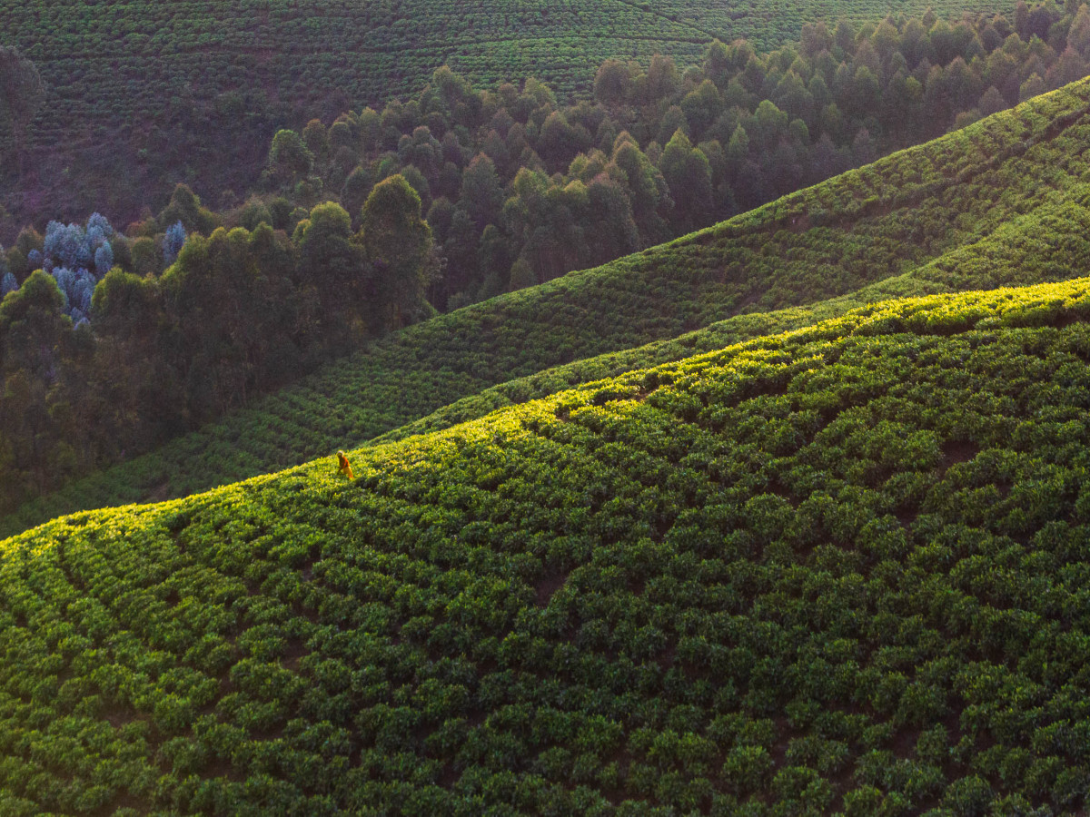 Theeplantage in Rwanda - Undiscovered.nl