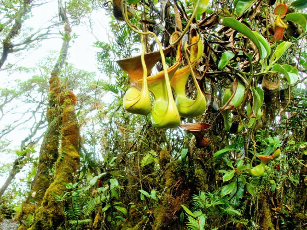 Sabah, bekerplant in Borneo - Undiscovered.nl