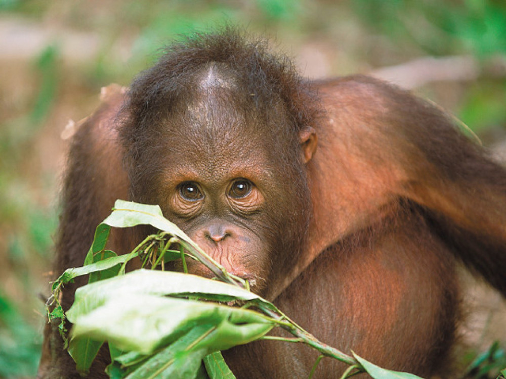 Orang Oetan in Sabah Borneo - Undiscovered.nl
