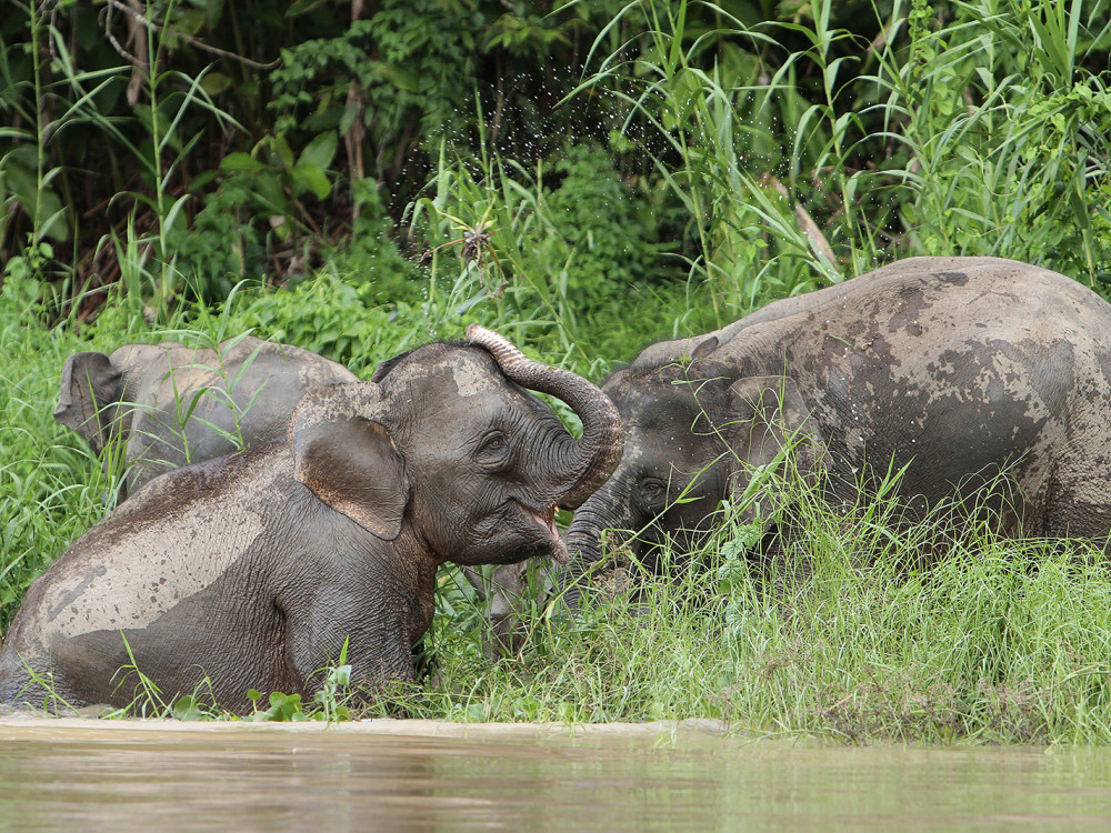 Olifant in Kinabatangan, Borneo - Undiscovered.nl