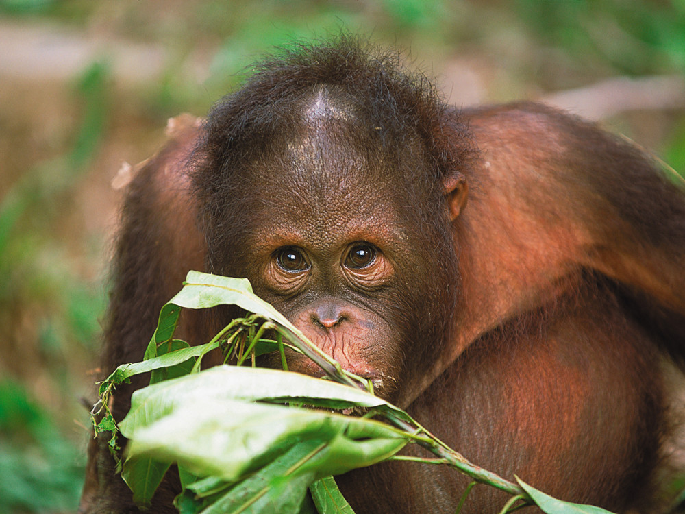 Orang Oetan in Sabah Borneo - Undiscovered.nl