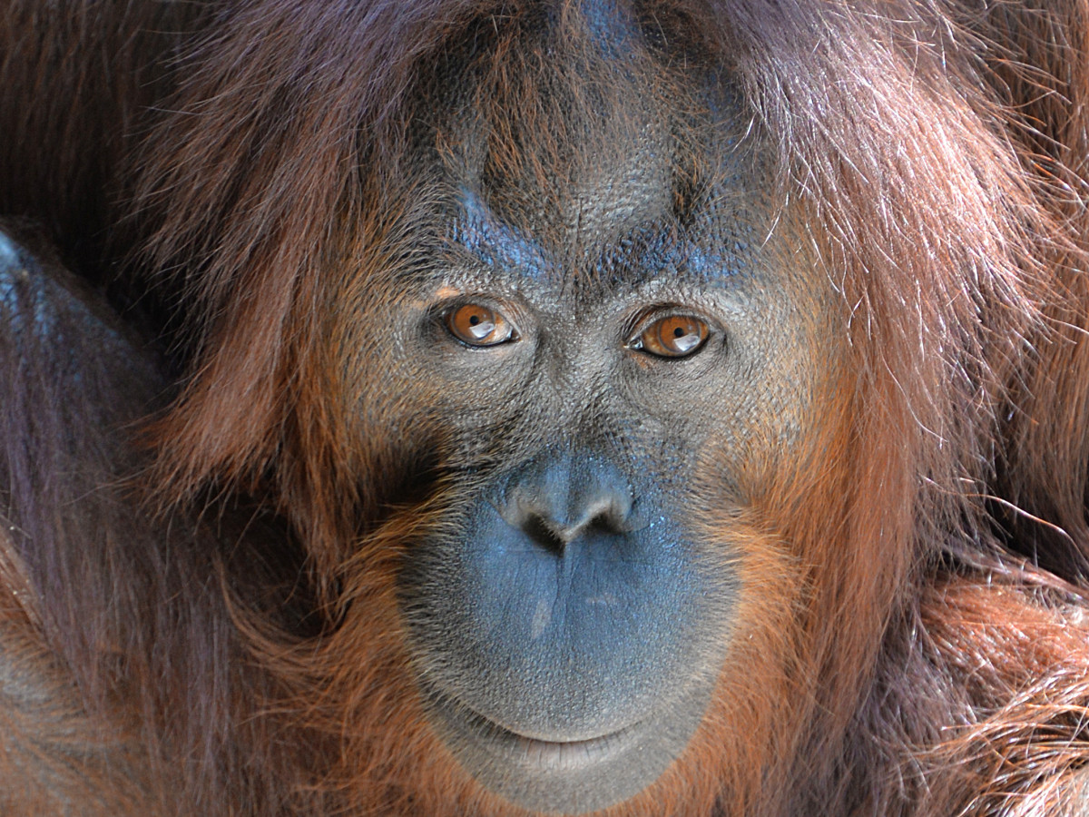 Orang Oetan in Borneo - Undiscovered.nl