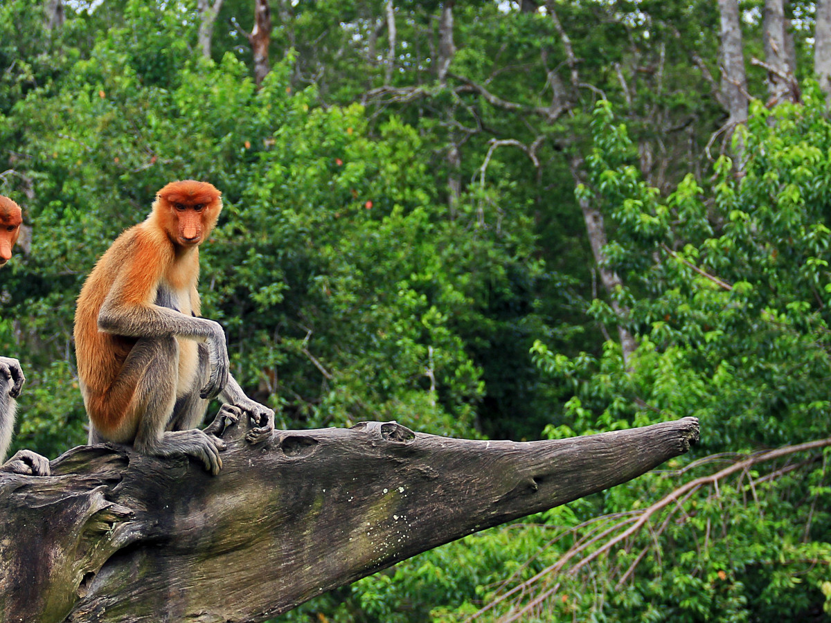 Aapjes in boom, Sabah, Borneo - Undiscovered.nl