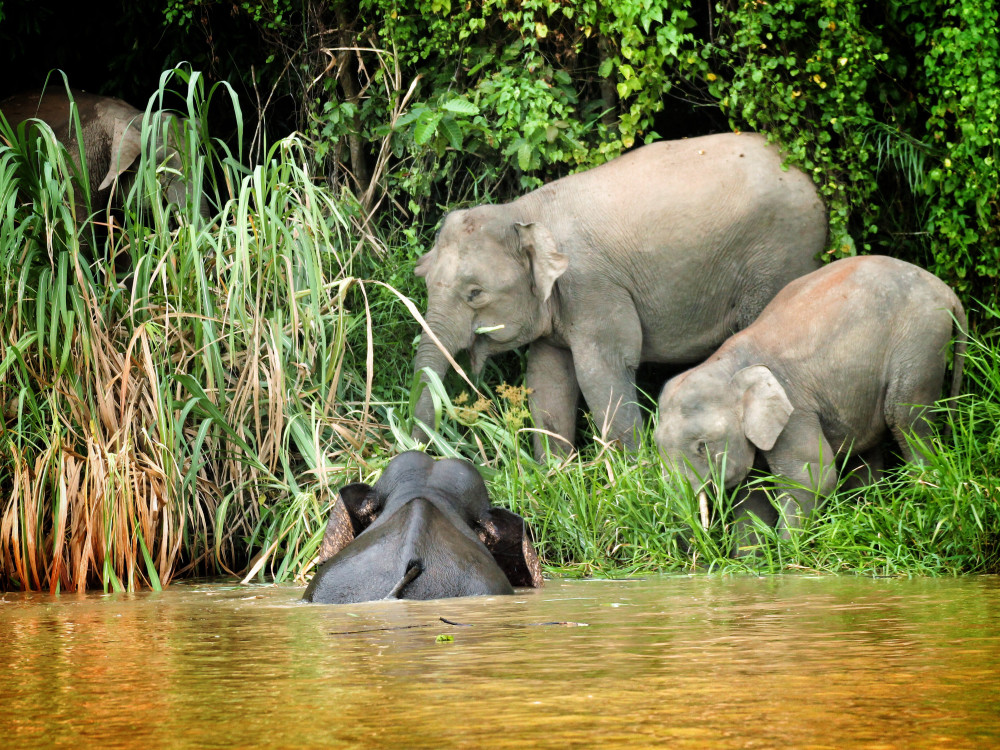 Olifanten in water, Kinabatangan, Borneo - Undiscovered.nl