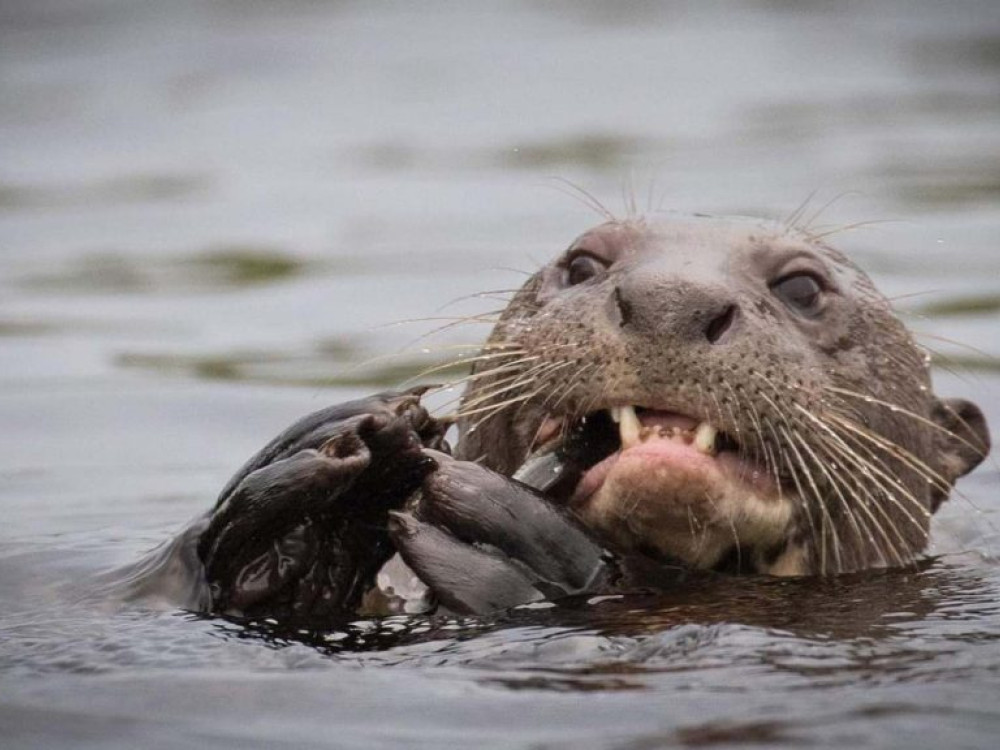 Sacha Lodge, Ecuador - Undiscovered.nl