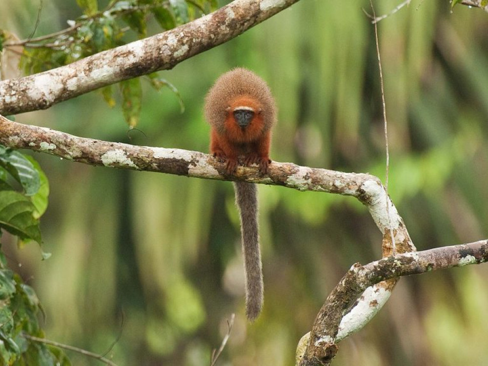 Sacha Lodge, Ecuador - Undiscovered.nl