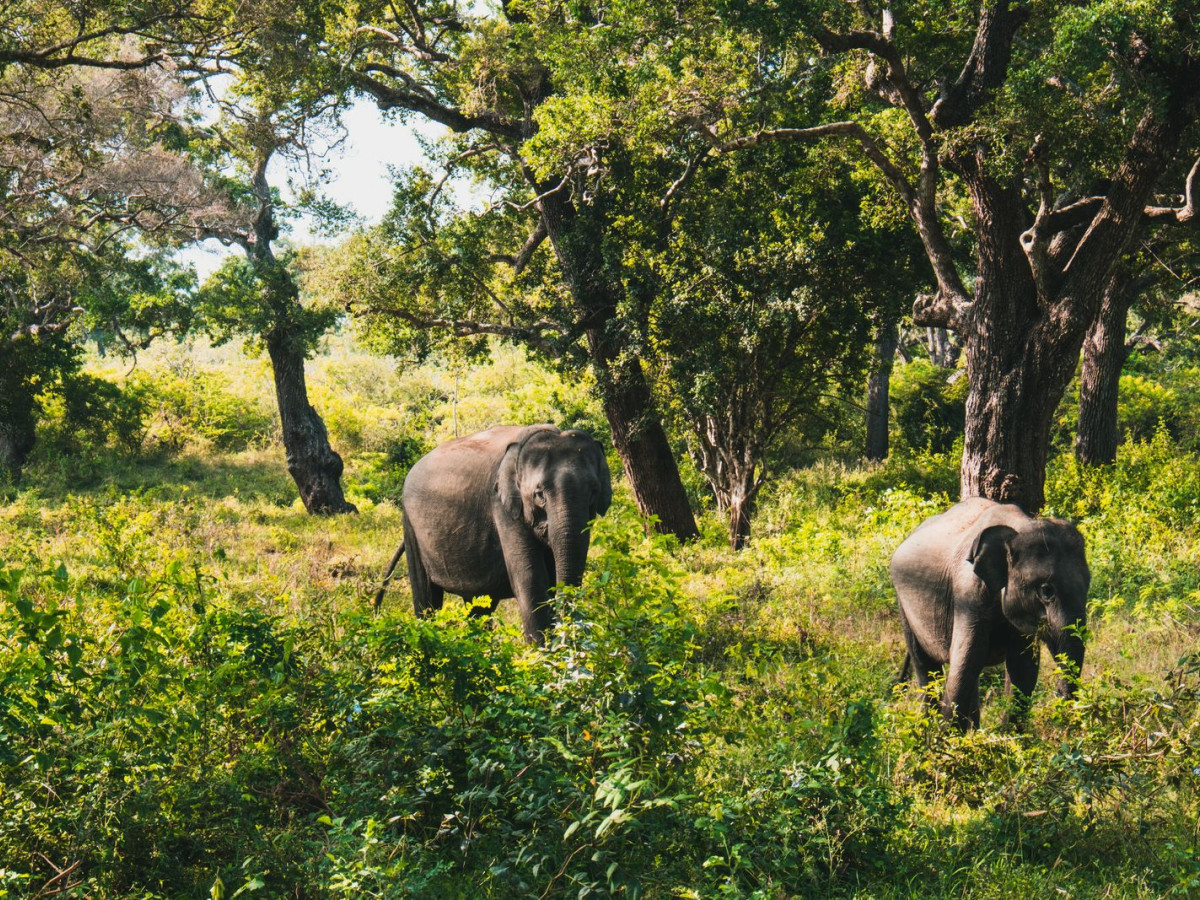 Olifanten in Yala National Park, Sri Lanka - Undiscovered.nl