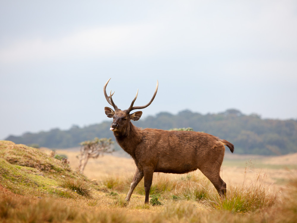 Horton Plains National Park, Sri Lanka - Undiscovered.nl