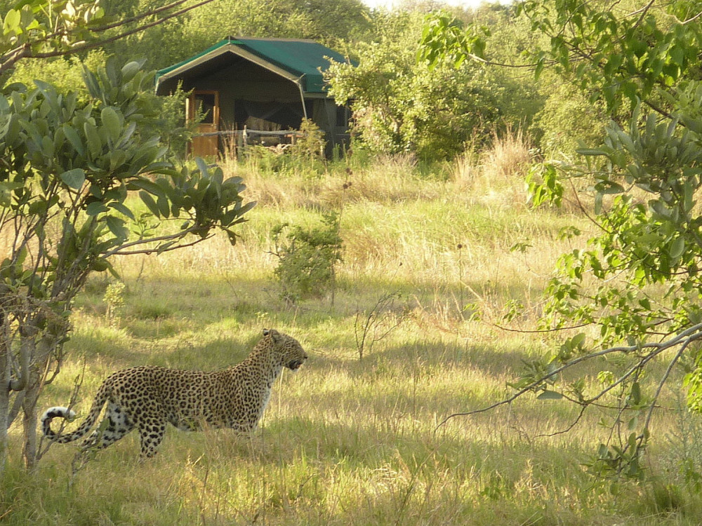 Sango Safari Camp, Botswana - Undiscovered.nl