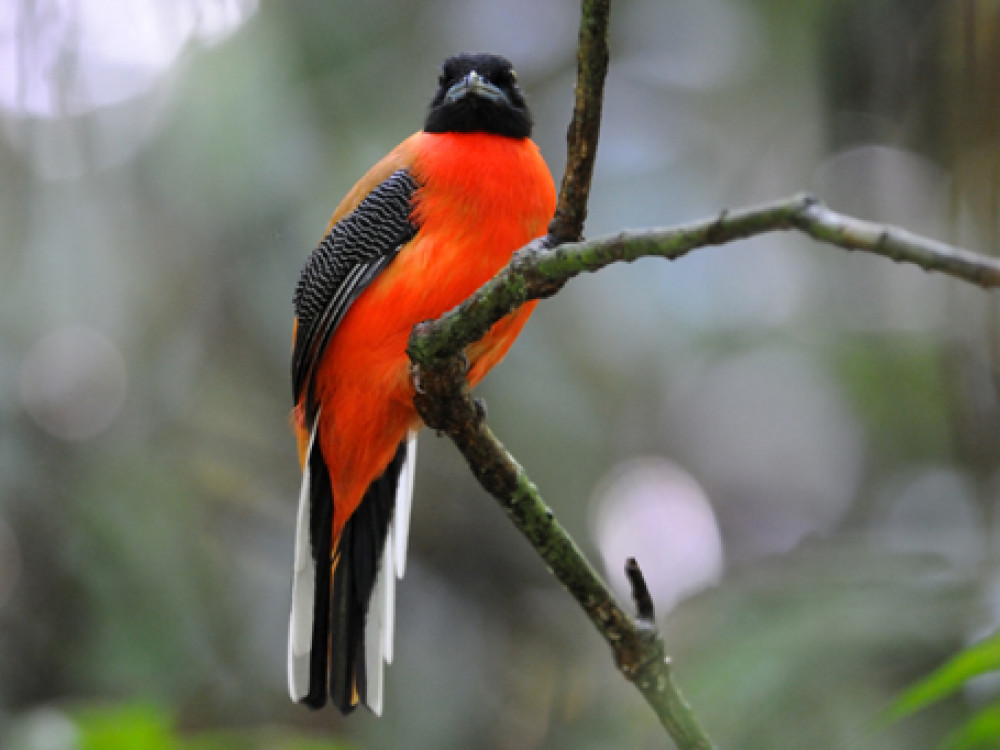 Borneo Scarlet Rumped Trogon - Undiscovered.nl