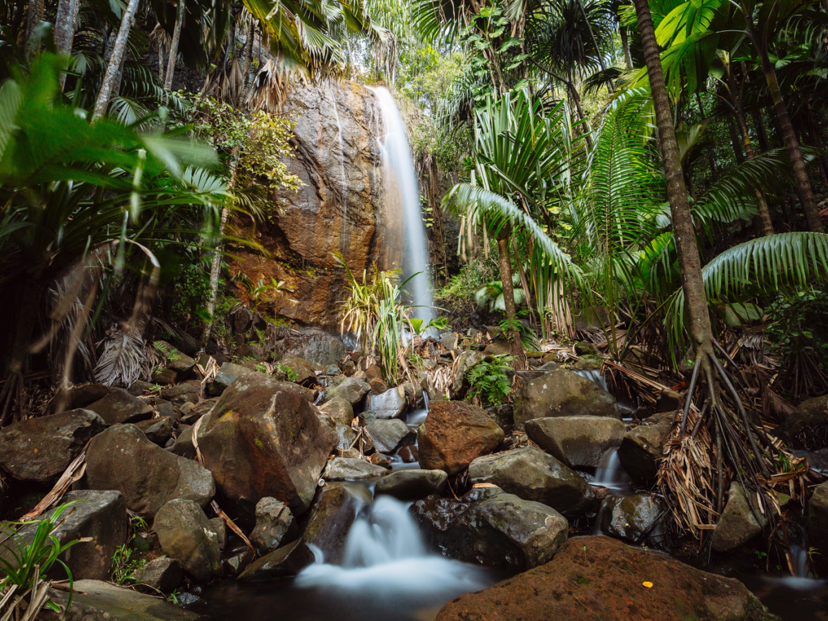 Vallee de Mai Praslin Seychellen - Undiscovered