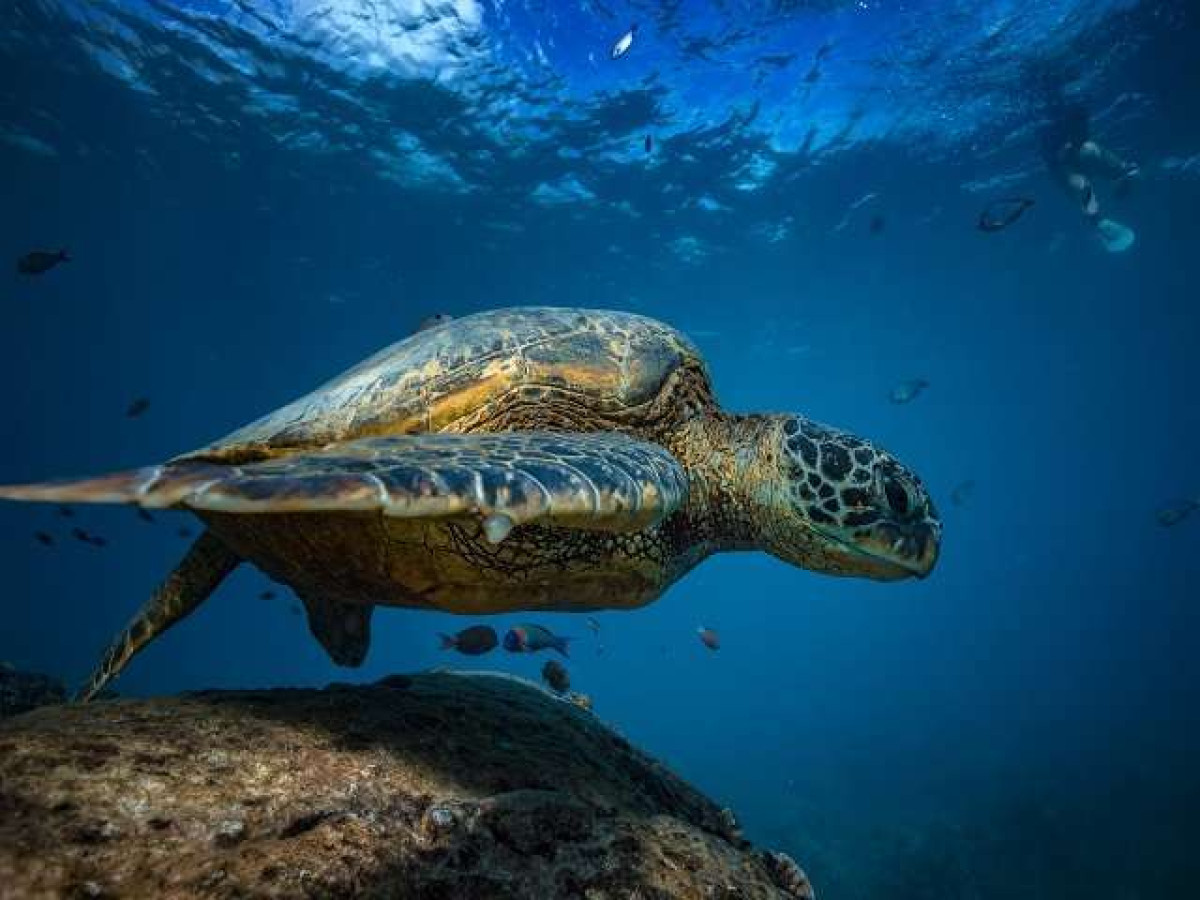 Schildpad Pigeon Island, Trincomalee, Sri Lanka - Undiscovered.nl