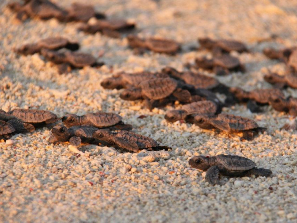 Schildpadden Pulau Lankayan, Borneo - Undiscovered.nl