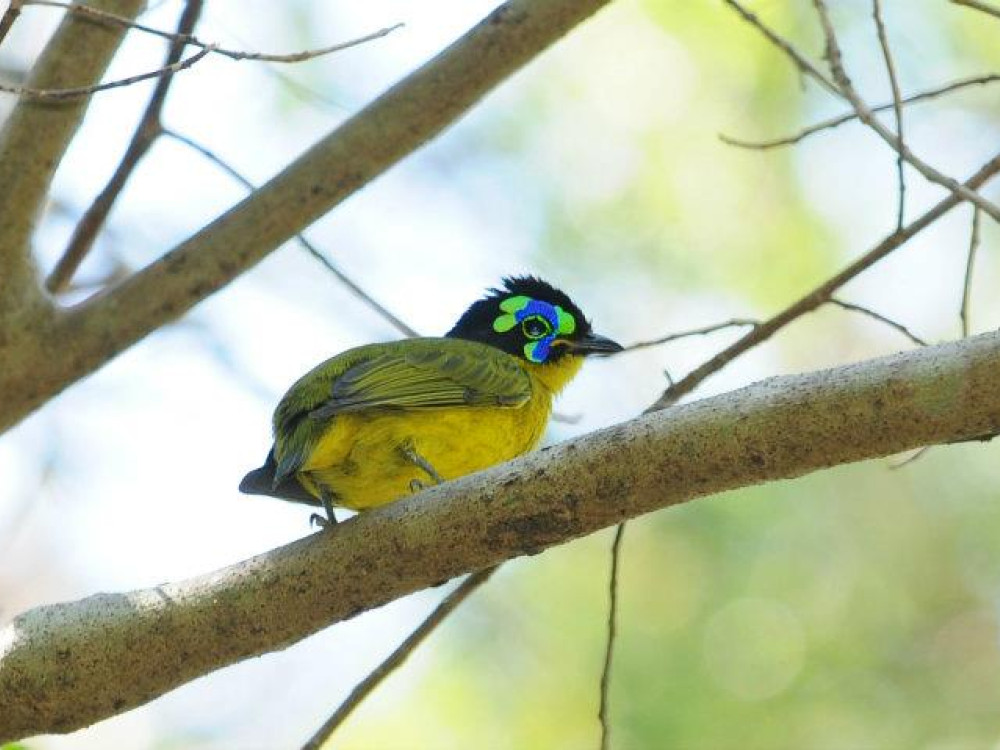 Vogel in Madagascar - Undiscovered.nl