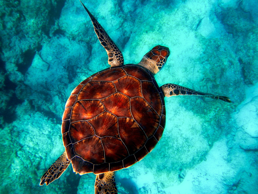 Zeeschildpad in Malediven - Undiscovered.nl