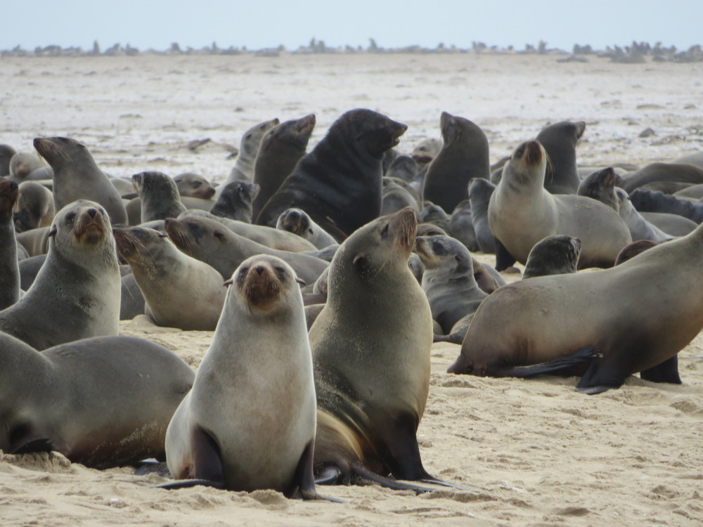 Zeeleeuwen in Namibië - Undiscovered.nl