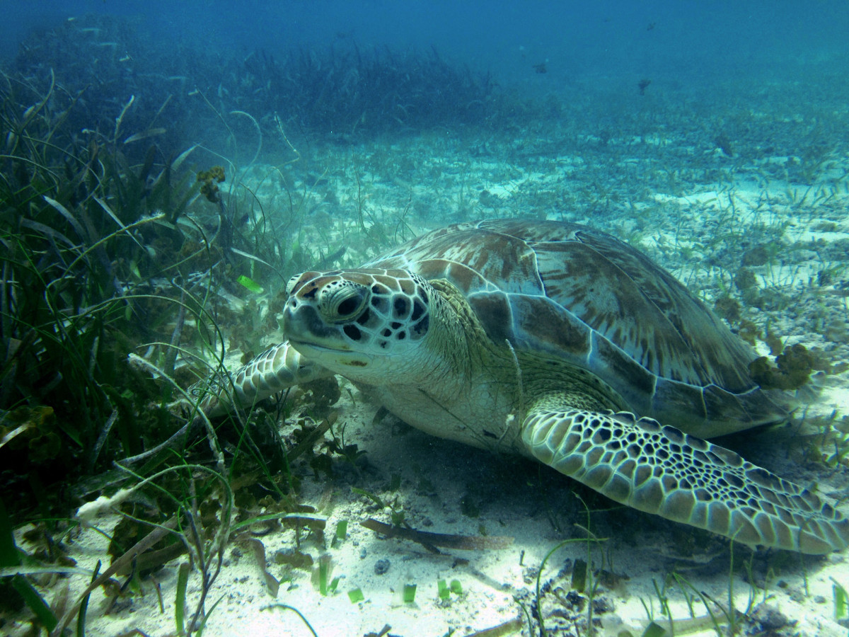 Zeeschildpad in Belize - Undiscovered.nl