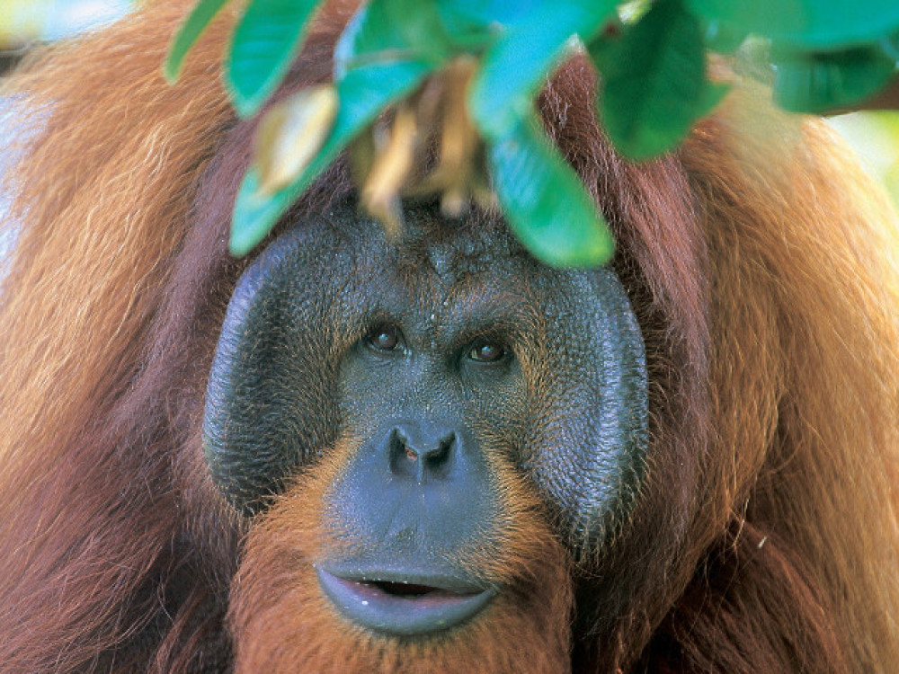 Orang Oetan in Semenggoh Borneo - Undiscovered.nl