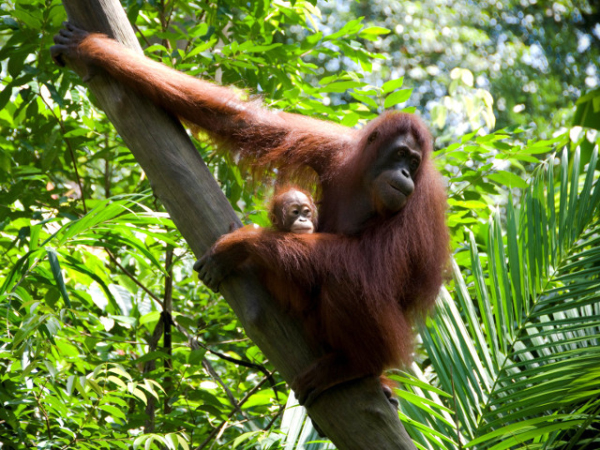 Orang Oetan in Sepilok Borneo - Undiscovered.nl