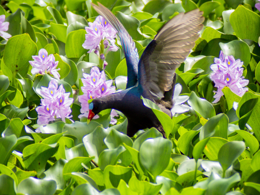 Amerikaanse purperkoet in Belize - Undiscovered.nl