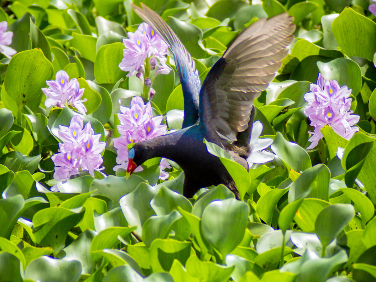 Amerikaanse purperkoet in Belize - Undiscovered.nl