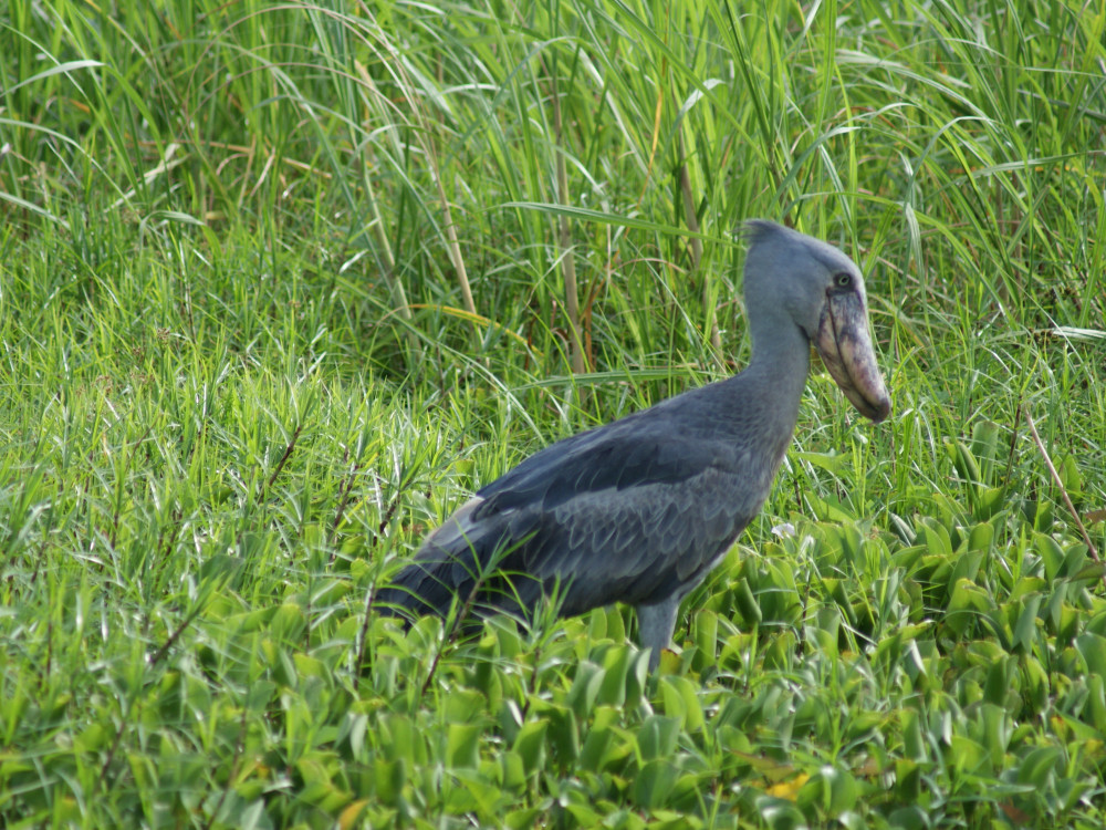 Murchison Falls National Park, Oeganda - Undiscovered.nl