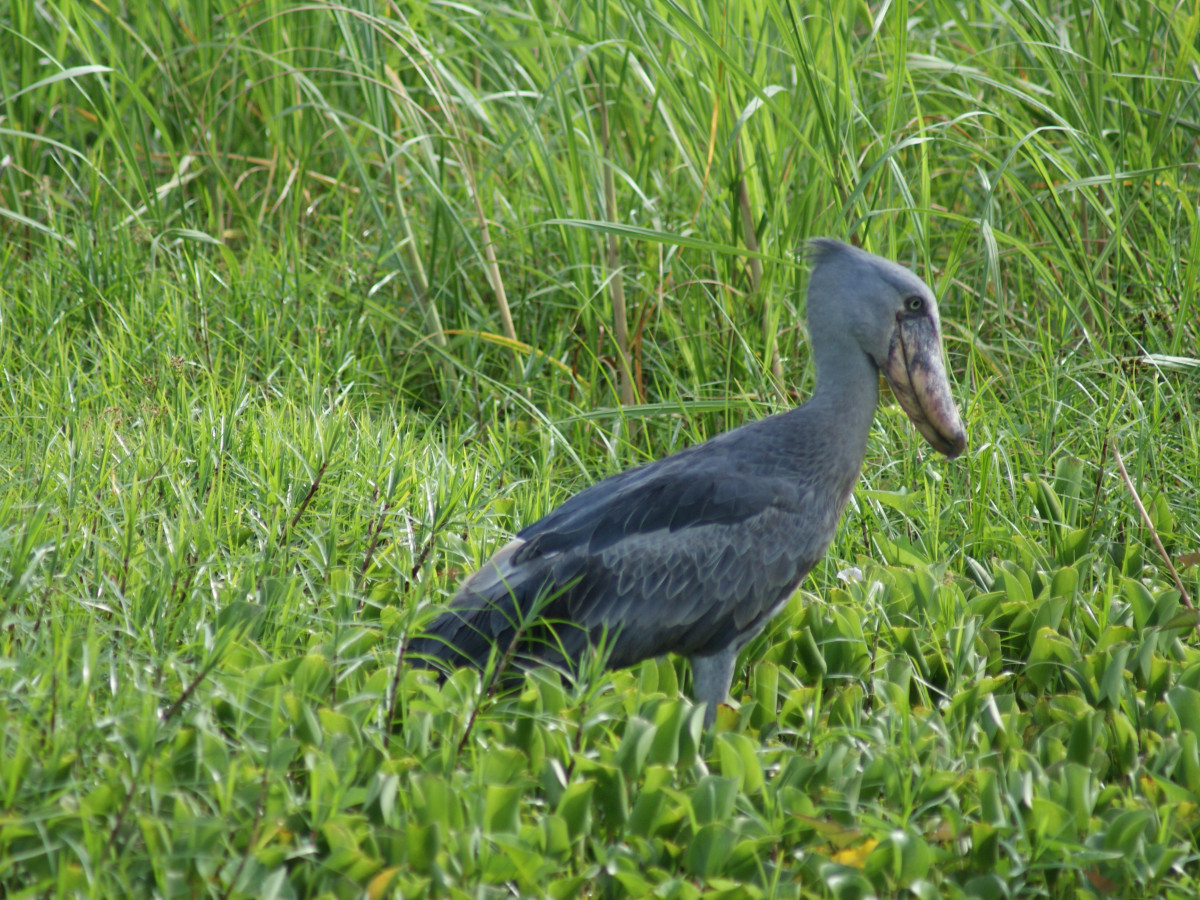 Murchison Falls National Park, Oeganda - Undiscovered.nl