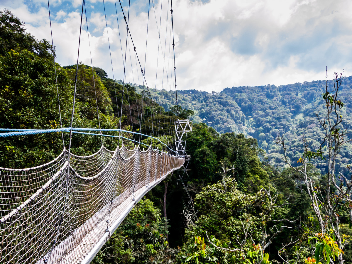 Nyungwe National Park Canopy Walk - Undiscovered.nl