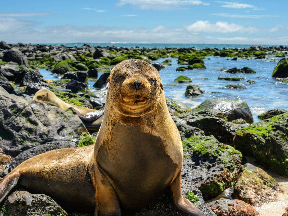 Zeeleeuw in Galapagos, Ecuador - Undiscovered.nl