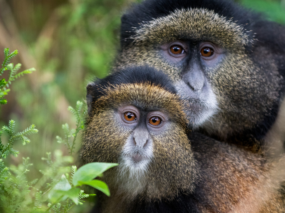 Golden Monkeys - Rwanda - Undiscovered.nl