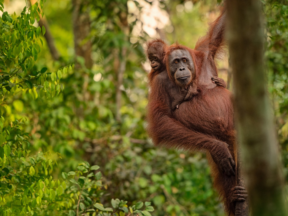 Orang-oetans in Borneo - Undiscovered.nl