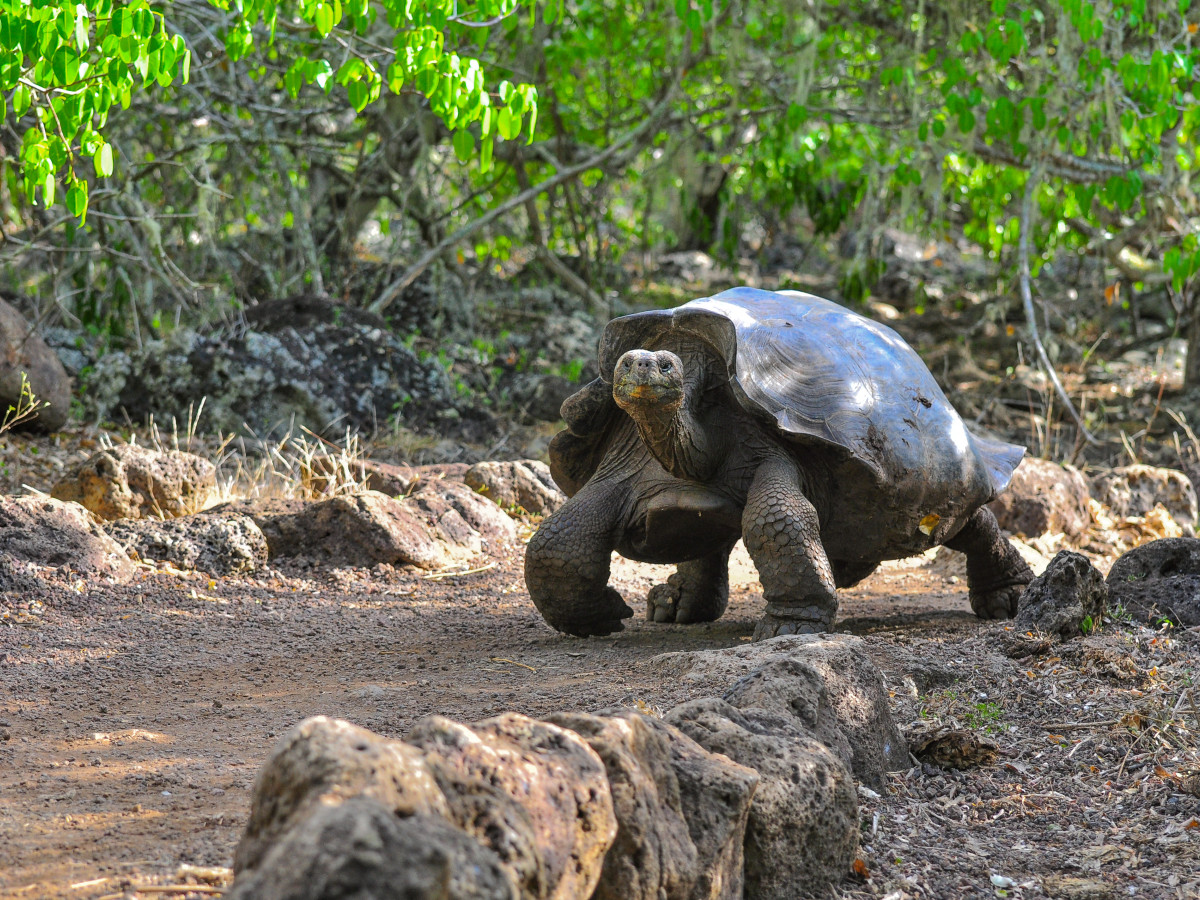 Reuzenschildpad Galápagos, Ecuador - Undiscovered.nl